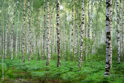 Beautiful sunny morning in green forest © Piotr Krzeslak