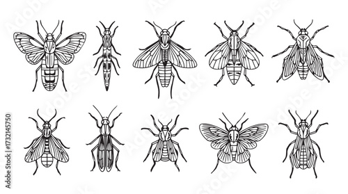 Collection of diverse insects detailed scientific botanical style illustrations antique entomology study vector