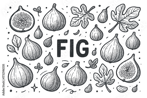 Hand-drawn figs and leaves illustration featuring whole and sliced fruits