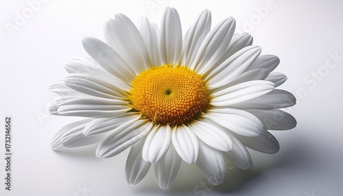 Close Up Of A Beautiful White Daisy Flower With A Vibrant Yellow Center On A White Background Suitable For Nature And Botanical Themed Projects
