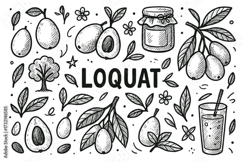 Hand-drawn loquat elements: fruit, leaves, jam, and juice with botanical details