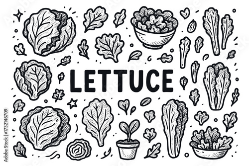Lettuce variety sketch: hand-drawn leafy vegetables in black and white