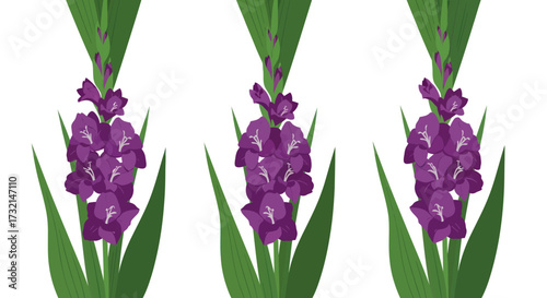 Three digital art gladiolus stems on white