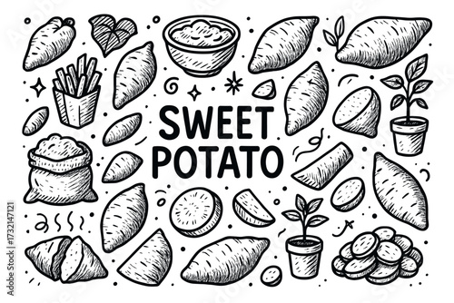 Hand-drawn sweet potato illustrations with various cooking and growth elements