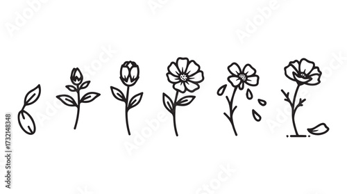 Hand drawn botanical life cycle stages of a flower delicate sketchy outline on vector