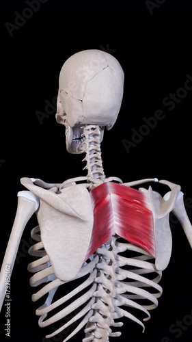 Rhomboid Muscle Movement Vertical Video