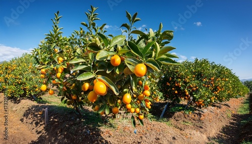 Kumquat Growing On A Kumquat Tree With Green Leaves On A Kumquat Farm On A Sunny Clear Blue Sky Day