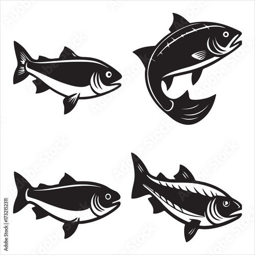 A Healthy Gourmet Salmon Fish, an Anadromous Migratory Species Prized for Rich Omega3 and Vibrant Pink Flesh as Wild Caught Seafood