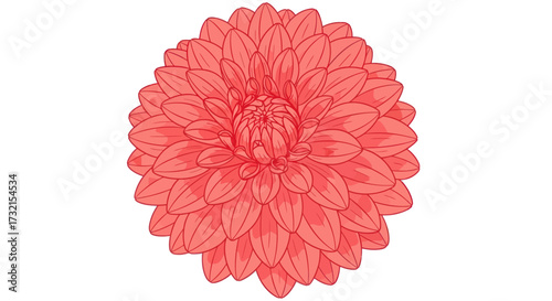 Detailed drawing of a coral-colored dahlia flower