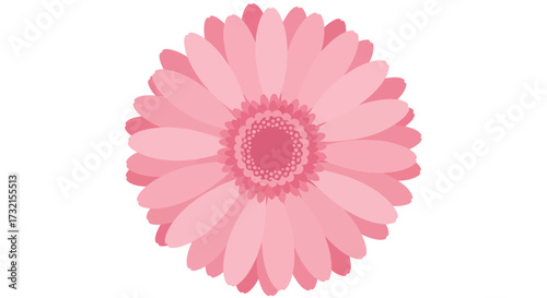 Pink gerbera daisy with multiple petals