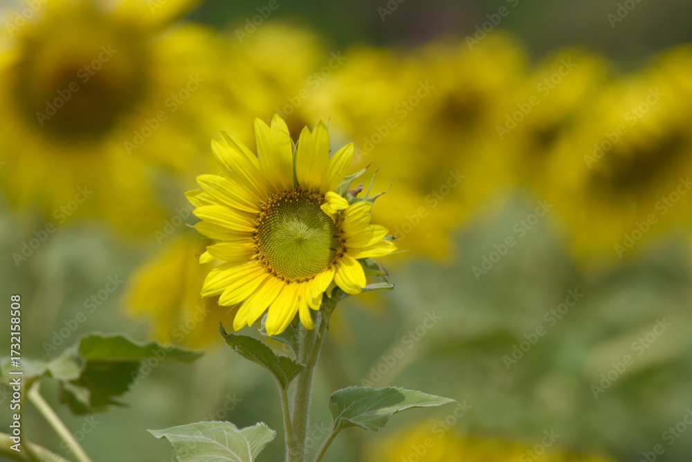 Fototapeta premium Closeup of a sunflower growing in a field of sunflowers during a nice sunny summer day, Sunflower natural background. flower blooming, Beautiful field of blooming sunflowers, Chakwal, Punjab, Pakistan