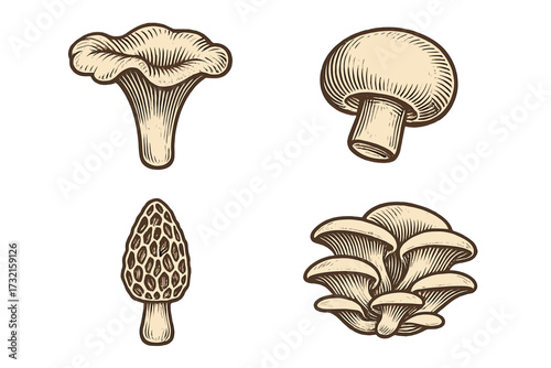 Assortment of edible mushrooms like chanterelle, button, morel, and oyster fungi in vintage engraved style