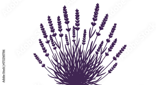 Purple lavender sprigs