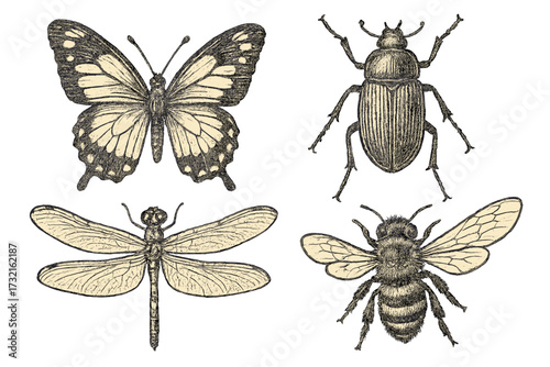 Detailed vintage style collection of various insects including butterfly beetle dragonfly and bee on a clean white background for natural history or entomology