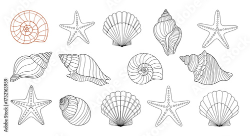 A collection of detailed line art illustrations of various seashells and starfish suggesting a seaside exploration.