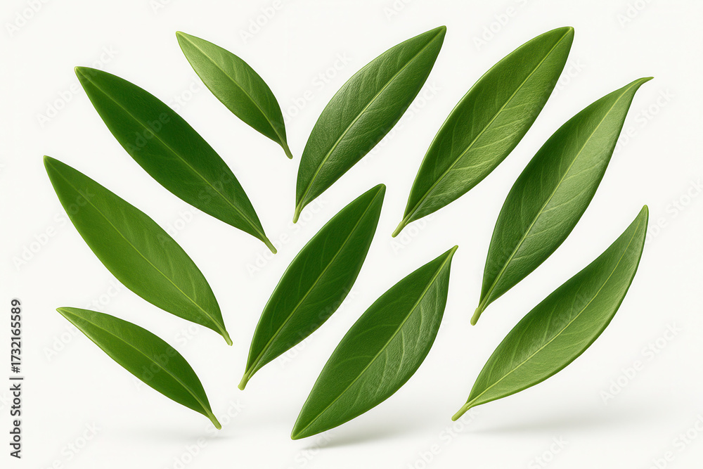 Naklejka premium Fresh green olive leaves artistically arranged on a white background.
