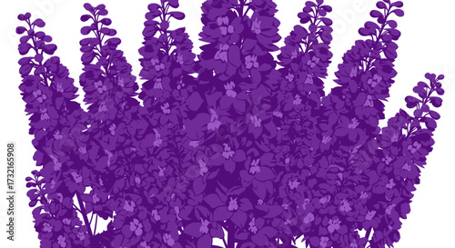 Purple flowers grow tall, against a white background