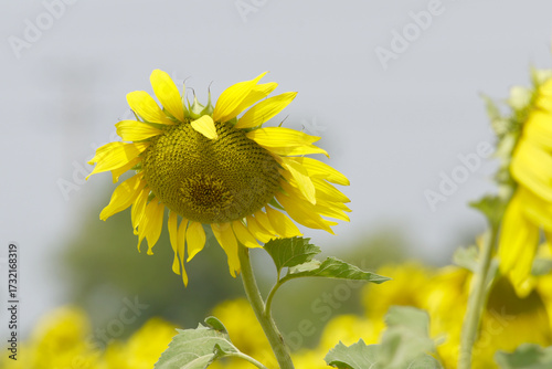 Closeup of a sunflower growing in a field of sunflowers during a nice sunny summer day, Sunflower natural background. flower blooming, Beautiful field of blooming sunflowers, Chakwal, Punjab, Pakistan