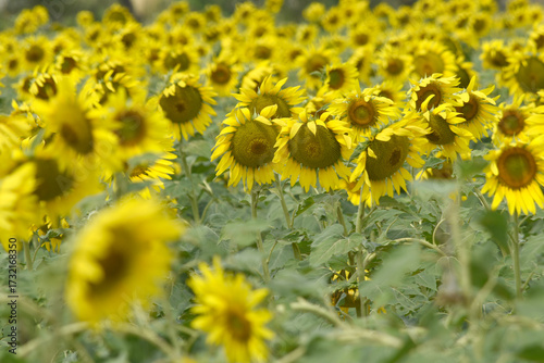 Closeup of a sunflower growing in a field of sunflowers during a nice sunny summer day, Sunflower natural background. flower blooming, Beautiful field of blooming sunflowers, Chakwal, Punjab, Pakistan