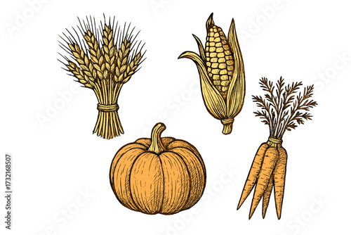 Vibrant hand drawn style autumn harvest produce collection featuring a pumpkin, corn, wheat, and fresh carrots, showcasing seasonal bounty
