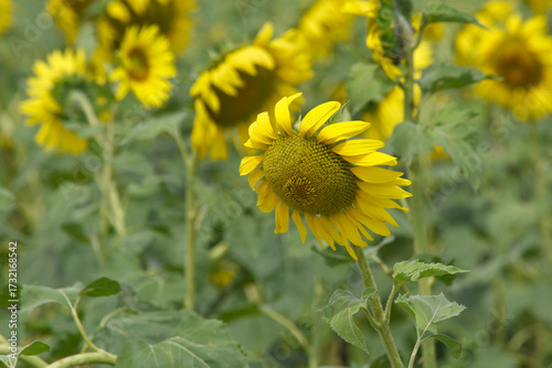 Closeup of a sunflower growing in a field of sunflowers during a nice sunny summer day, Sunflower natural background. flower blooming, Beautiful field of blooming sunflowers, Chakwal, Punjab, Pakistan