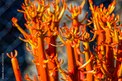 Close-up of a bright orange euphorbia tirucalli (India tree) plants with a toxic milky latex that can cause irritation and blindness in spring near Oudtshoorn in the Little Karoo, Western Cape