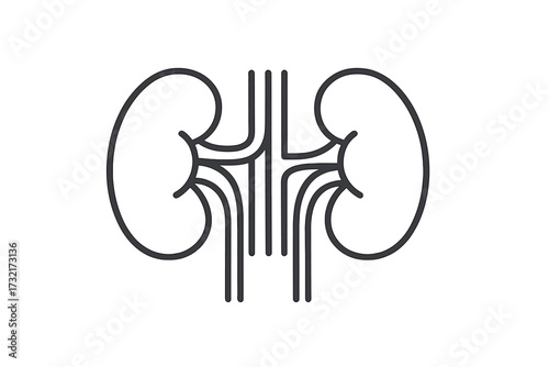 Kidneys icon human anatomy. Urology, nephrology symbol. Medical linear pictogram. Health care, biology concept. Organ transplant, urinary system logotype. Vector illustration.