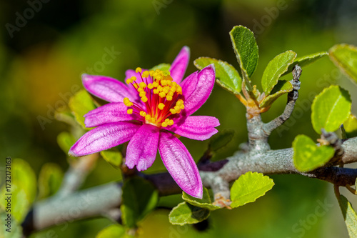 Brilliant pink wildflower with bright yellow stamen growing on a Grewia robusta bush in autumn near Oudtshoorn in the Little Karoo, Western Cape