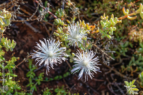 Three white Mesembryanthemum ice-plant wildflowers growing on a succulent bush in the Little Karoo, near Oudtshoorn, Western Cape, South Africa