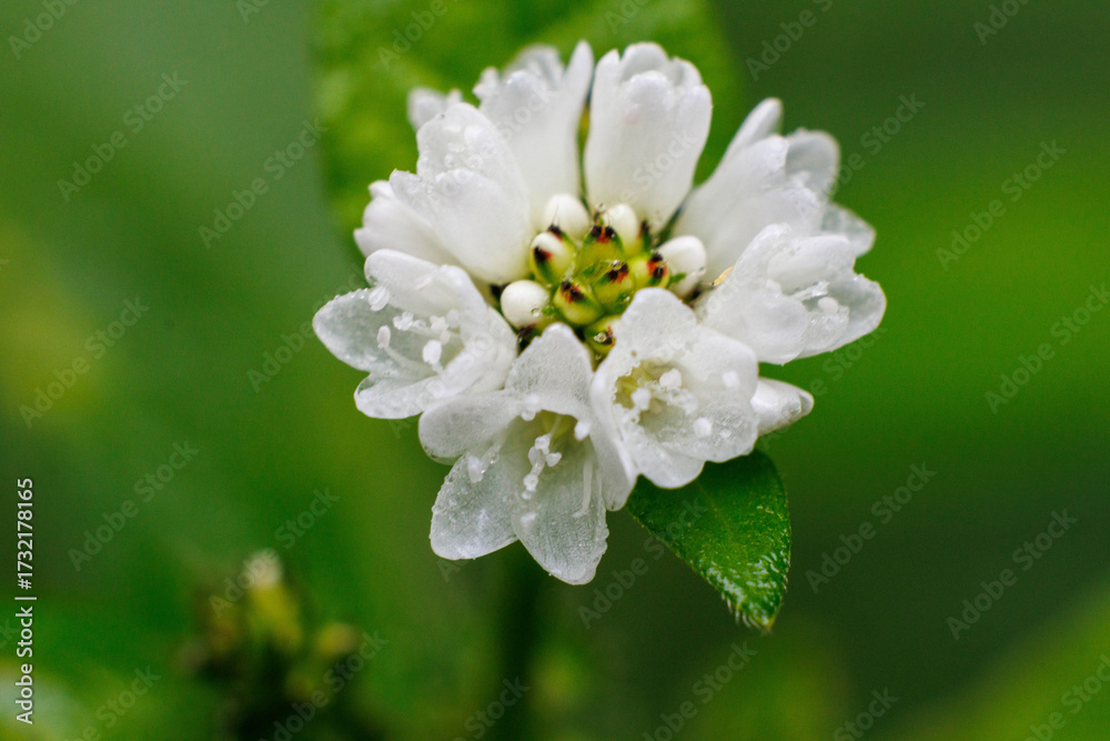 Fototapeta premium 雨上りに咲くウナギツカミの白い花