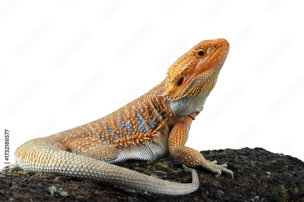 Obraz premium Bearded Dragon Hypo closeup on isolated background, Bearded Dragon Red Hypo side view on wood, Bearded Dragon Hypo closeup