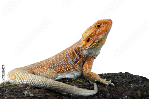Bearded Dragon Hypo closeup on isolated background, Bearded Dragon Red Hypo side view on wood, Bearded Dragon Hypo closeup