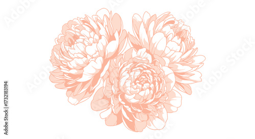 Three pale orange peonies, tightly clustered, on a white background