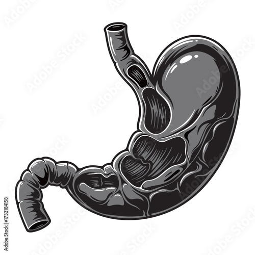 black and white silhouette of a Stomach vector on a white background