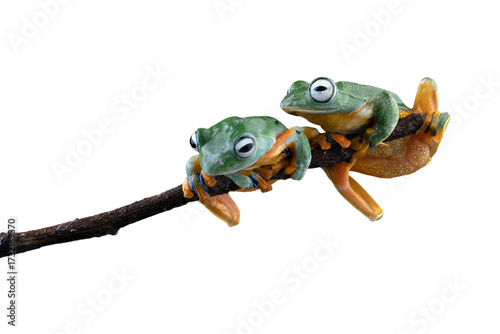 Foto Gliding frog (Rhacophorus reinwardtii) sitting on branch, Javan tree frog on bra