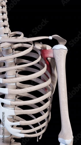 Subscapularis Muscle Movement Vertical Video