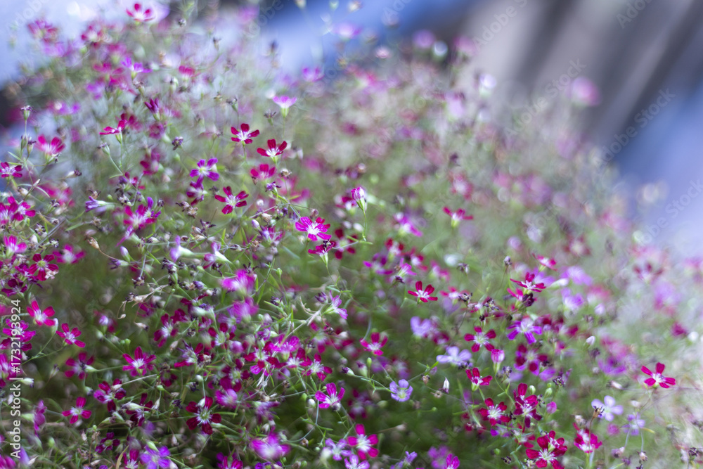 Naklejka premium Vibrant tiny purple and pink flowers form lush carpet, exuding natural beauty. Delicate springtime blossoms present serene charm, offering delightful visual display. feeling of joy and peaceful
