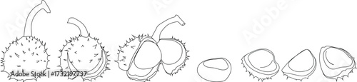 Coloring page with stages of opening of ripe horse chestnut fruit isolated on white background