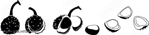 Black silhouette of stages of opening of ripe horse chestnut fruit isolated on white background