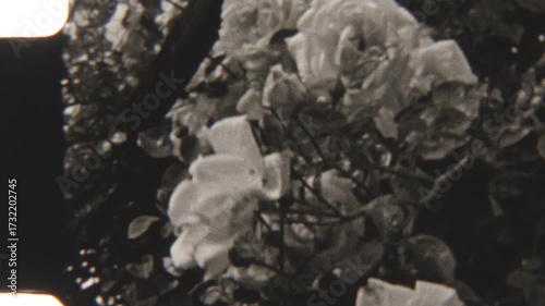 Vintage 8mm Film Of Blooming White Flowers