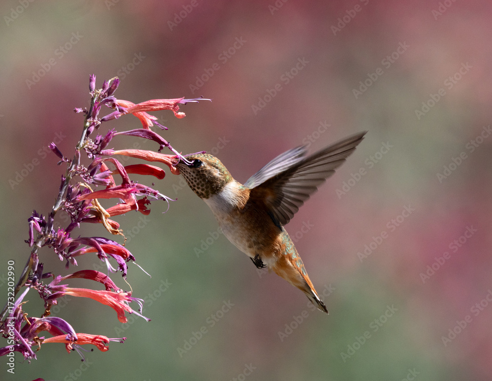 Fototapeta premium hummingbird in flight