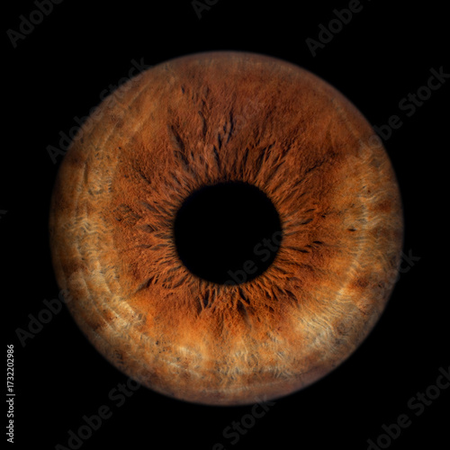 Iris Photography_Iris Macro brown_1