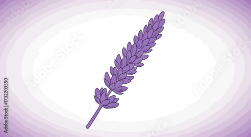 Purple lavender stalk
