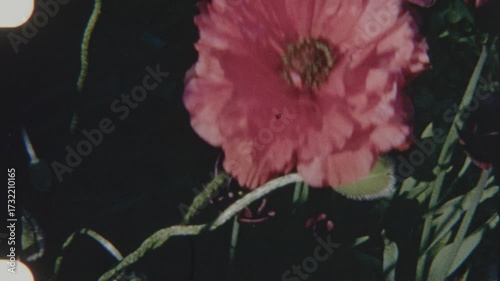 Pink Poppy Swaying Gracefully In The Wind