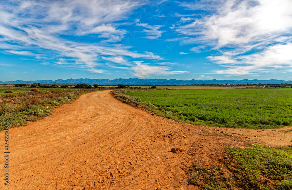 Fototapeta premium Landscape with dirt track and large field on flood plain with green Lucerne in Little Karoo with the Swartberg mountains in background and fluffy clouds