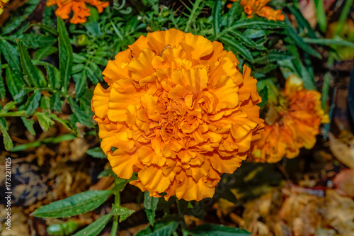 Large circular orange marigold flower cultivated in garden near Oudtshoorn in the Little Karoo, Western Cape