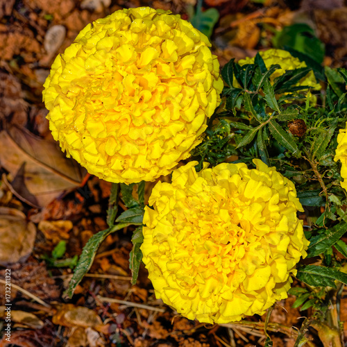 Two bright and large yellow marigold flowers cultivated in garden near Oudtshoorn in the Little Karoo, Western Cape