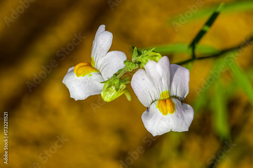 Close-up of two yellow and white Nemesia fruticans wildflowers in the foothills of the Swartberg Mountains in the Little Karoo, near Oudtshoorn, Western Cape