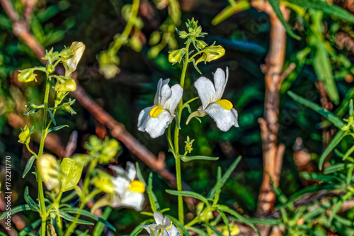 Pretty white and yellow Nemesia fruticans wildflowers in the foothills of the Swartberg Mountains in the Little Karoo, near Oudtshoorn, Western Cape