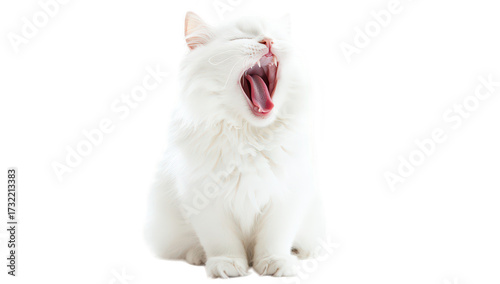 A fluffy white cat yawning widely. its playful demeanor. set against a clean white background. capturing a moment of relaxation and tranquility. perfect for pet-related content